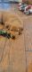 Golden Retriever Puppies for sale in Surprise, AZ, USA. price: $1,200