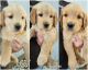 Golden Retriever Puppies for sale in Massena, IA 50853, USA. price: NA