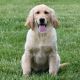 Golden Retriever Puppies for sale in Houston, TX, USA. price: $2,100