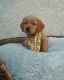 Golden Retriever Puppies for sale in Boston, MA, USA. price: $650