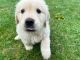 Golden Retriever Puppies for sale in Pasadena, MD 21122, USA. price: $800