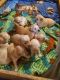 Golden Retriever Puppies for sale in Castile, NY 14427, USA. price: NA