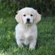 Golden Retriever Puppies for sale in Houston, TX, USA. price: $2,499