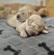 Golden Retriever Puppies for sale in Mesa, AZ, USA. price: NA