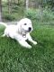 Golden Retriever Puppies for sale in Kalispell, MT 59901, USA. price: $1,300