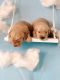 Golden Retriever Puppies for sale in Roseville, CA, USA. price: NA