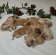 Golden Retriever Puppies for sale in Corsicana, TX, USA. price: NA