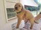 Golden Retriever Puppies for sale in Danville, VA, USA. price: $900