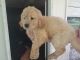 Golden Retriever Puppies for sale in Danville, VA, USA. price: NA
