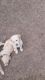 Golden Retriever Puppies for sale in Osceola, WI 54020, USA. price: NA