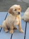 Golden Retriever Puppies for sale in Bremerton, WA, USA. price: NA