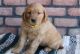 Golden Retriever Puppies for sale in Alabama City, Gadsden, AL 35904, USA. price: $700