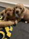 Golden Retriever Puppies for sale in Iowa Falls, IA 50126, USA. price: NA