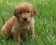 Golden Retriever Puppies for sale in CT-8, Winsted, CT, USA. price: NA