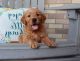 Golden Retriever Puppies for sale in Florida City, FL, USA. price: $700