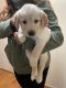 Golden Retriever Puppies for sale in Marina, CA, USA. price: NA