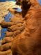 Golden Retriever Puppies for sale in Milton, VT 05468, USA. price: NA