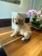 Golden Retriever Puppies for sale in Katy, TX, USA. price: NA
