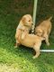 Golden Retriever Puppies for sale in Wisconsin Rapids, WI, USA. price: NA