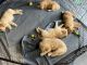 Golden Retriever Puppies for sale in Spring Hill, TN, USA. price: $300