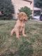 Golden Retriever Puppies for sale in Gap, PA, USA. price: NA