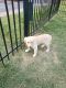 Golden Retriever Puppies for sale in Hill Park Way, Louisville, KY 40220, USA. price: NA