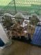 Golden Retriever Puppies for sale in Danville, VA, USA. price: $700