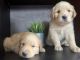 Golden Retriever Puppies for sale in Perris, CA 92570, USA. price: NA