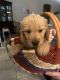 Golden Retriever Puppies for sale in Houston, TX, USA. price: $1,500