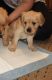Golden Retriever Puppies for sale in Minneapolis, MN, USA. price: $1,200