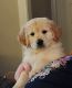 Golden Retriever Puppies for sale in Canyon, TX 79015, USA. price: NA