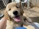 Golden Retriever Puppies for sale in Stateline, NV 89449, USA. price: $2,000