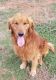 Golden Retriever Puppies for sale in Guthrie, OK, USA. price: NA