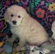 Golden Retriever Puppies for sale in Molalla, OR 97038, USA. price: $2,000