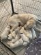 Golden Retriever Puppies for sale in Davenport, FL, USA. price: $600