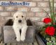 Golden Retriever Puppies for sale in Lahmansville, WV 26833, USA. price: NA
