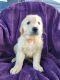 Golden Retriever Puppies for sale in Loranger, LA 70446, USA. price: NA