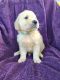 Golden Retriever Puppies for sale in Loranger, LA 70446, USA. price: $450