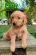 Golden Retriever Puppies for sale in Holton, MI 49425, USA. price: $400