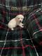 Golden Retriever Puppies for sale in Statesville, NC, USA. price: $500