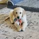 Golden Retriever Puppies for sale in Canyon, TX 79015, USA. price: NA