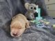 Golden Retriever Puppies for sale in Salt Lake City, UT, USA. price: $1,800