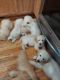 Golden Retriever Puppies for sale in Fluvanna County, VA, USA. price: NA