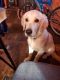 Golden Retriever Puppies for sale in Middleburg, PA 17842, USA. price: NA