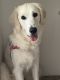 Golden Retriever Puppies for sale in Weymouth, MA, USA. price: $150