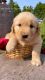 Golden Retriever Puppies for sale in Wyckoff, NJ 07481, USA. price: NA
