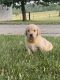 Golden Retriever Puppies for sale in Nappanee, IN 46550, USA. price: NA