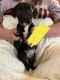 Golden Retriever Puppies for sale in Cincinnati, OH 45245, USA. price: NA