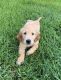 Golden Retriever Puppies for sale in Tallahassee, FL 32312, USA. price: NA
