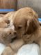 Golden Retriever Puppies for sale in 6342 W Umatilla Ave, Kennewick, WA 99336, USA. price: NA